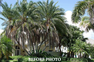 tree trimming photo before