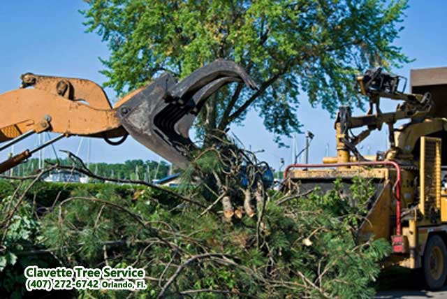 tree removal service photo 1
