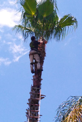 tree removal service photo 2