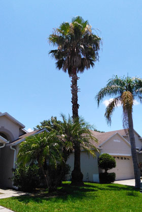 tree removal service photo 3