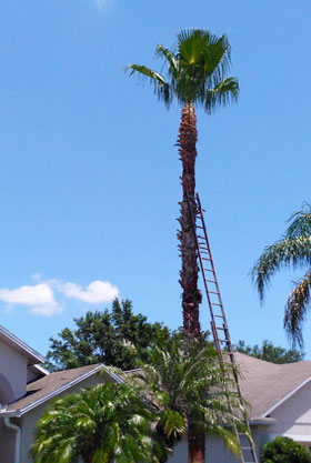 tree removal service photo 4